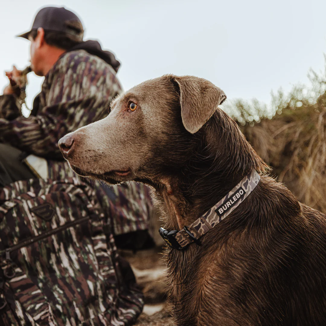 Dog Collar - Gauge Camo